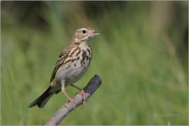 <p>LINDUŠKA LESNÍ (Anthus trivialis) /Tree pipit - Baumpieper/</p>